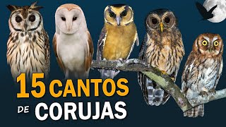 15 CANTOS de CORUJAS BRASILEIRAS  Cantos PLANETA AVES [upl. by Jo-Ann]