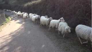 Sheep Bells  Sardinia Italy [upl. by Dorraj]