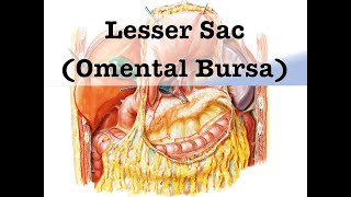 Lesser Sac Omental Bursa [upl. by Veron]