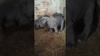 cuccioli di Cane Corso linee tradizionali no expo di Masseria Moccaro [upl. by Cowley276]