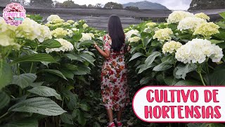 TOUR POR CULTIVO DE HORTENSIAS DE EXPORTACIÓN Así se cuidan las hortensias a lo grande │Candy Bu [upl. by Anelet]