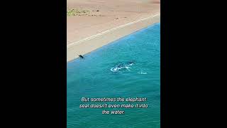 Feeding Frenzy How Orcas Perfect Their Prey Pursuit Before Dining short [upl. by Valdemar]