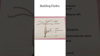 scienceHuman Sperm ampEggBudding Hydra Binary Fission in AmoebaHuman Reproductive SystemClass 8 [upl. by Laurentium237]