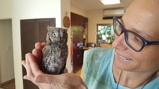 Scops owl for a day שעיר מצוי [upl. by Chlores]