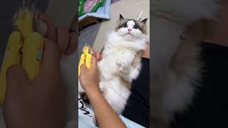 cut your nails or not  😹😻😅 cat kittten catlover cuteanimal cute funnykitty funnyanimal [upl. by Jecho]