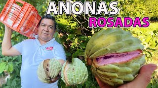 DESCUBRIENDO 🟡EL SECRETO🟡 DE LA ANONA ROSADA ORGANICA 🟣  EL PATECHUCHO [upl. by Iramohs851]