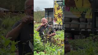 Die Stauden jetzt noch nicht zurückschneiden rät TV Gärtner Rüdiger Ramme biodiversität insekten [upl. by Saidnac]