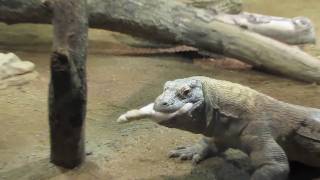 Zoo Atlanta Komodo Dragon Feeding [upl. by Braden]