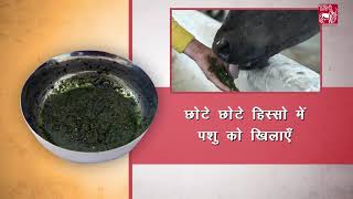 Ethnoveterinary formulation for Lumpy Skin Disease LSD Hindi [upl. by Joyce522]