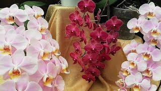 Cómo cuidar Orquídeas Phalaenopsis en casa [upl. by Inesita716]