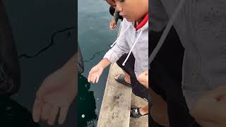 laas laas fishing shortvideo fishingvideo short shorts shortsvideo youtubeshorts [upl. by Atelra316]