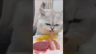 Asmr cat  cat asmr cat asmrcat asmr mukbang oyenbarbar kucing oyenlucu kucinglucu [upl. by Enomad]