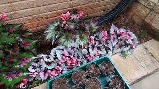 Rex Begonia Propagation Day [upl. by Ahaelam530]