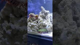 Mantis shrimp vs Mantis shrimp🔥🦐 mantisshrimp saltwatertank saltwateraquarium posreffishmantis [upl. by Orr]