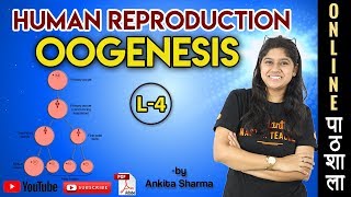 Oogenesis ANIMATION  Human Reproduction  Chapter 3 Biology Class 12  NEET 2020  21 Exam [upl. by Earal]