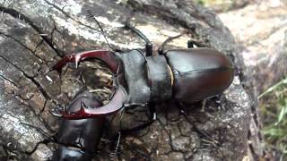 Lucanus cervus cervus  Stag Beetle  Hirschkäfer [upl. by Feucht701]