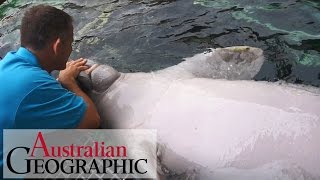 Meet Australias only captive dugongs [upl. by Gerdeen]