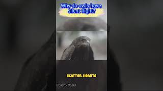 Why do owls have silent flight   animal animal facts animals [upl. by Randolf]