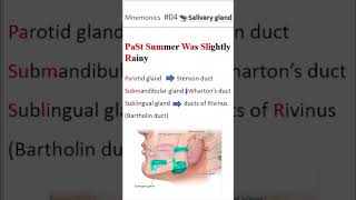 Ductal system of salivary gland shorts salivaryglands [upl. by Neiht]