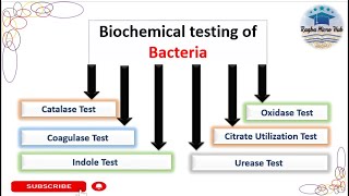 Six common Biochemical tests Bacterial Identification Technique microbiologylaboratorylecture [upl. by Siuqram]