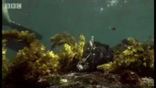 Sneezing free diving Iguanas  Dive Galapagos  BBC wildlife [upl. by Bergin648]