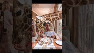 Giraffe Center in Nairobi Ngunni in Mombasa [upl. by Eytteb951]