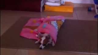 Dog Tricks Dog Cover Her Self With Blanket [upl. by Thomas258]