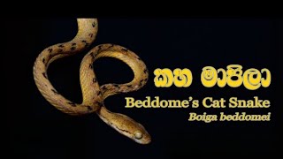 කහ මාපිලාBeddoms cat snakeගැන විස්ස්තර [upl. by Edyaj]