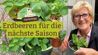 Erdbeeren für die nächste Saison vorbereiten und Ableger nehmen  Erdbeerpflanzen vermehren [upl. by Holder]