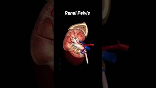 renal pelvis  renal pelvis anatomy foryou shorts [upl. by Geffner]