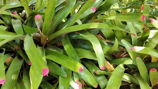 Blush of the Leaves Neoregelia spectabilis [upl. by Sidnak838]