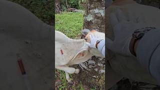 Antibiotic injection in aggressive cows animals shortvideo cow [upl. by Gwenni940]