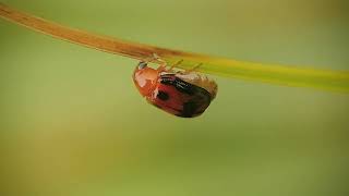 A beautiful little beatle on the edge😊 [upl. by Bremer157]