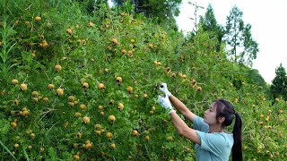 Rosa Roxburghii Pure Wild Fruit on Guizhou Plateau [upl. by Hibben]