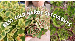 5 BEST COLD HARDY SUCCULENTS [upl. by Papageno355]