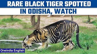 Odisha Rare black tiger sighted in Odishas Simplipal National Park  Oneindia news News [upl. by Giamo572]