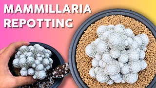 How to Repot Mammillaria humboldtii Like a Pro [upl. by Anialam59]