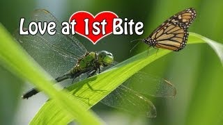 Dragonfly Eats Butterfly [upl. by Kalbli]