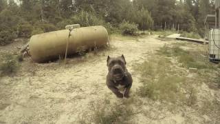 Cane Corso Attack  Dozer Jaws Play [upl. by Nwadal]