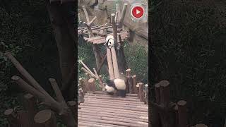 Chengdu Research Base of Giant Panda Breeding Zoo 2  China Trip panda tiktokviral shortsviral [upl. by Colbye773]