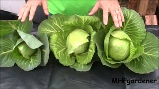 Hydroponic Cabbage  Yes You Can [upl. by Yznel]