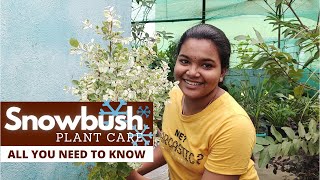 Beautiful Snowbush Plant Care  Snow Covered Leaves  Breynia disticha  Chennai Garden amp Decor [upl. by Llerod]