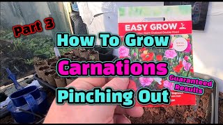 How to grow Carnations part 3 pinching out [upl. by Idell]