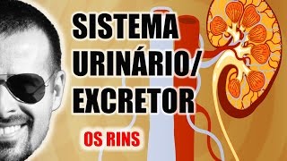 Sistema ExcretorUrinário  Os Rins e a filtragem do sangue  Anatomia Humana  VideoAula 030 [upl. by Rastus]