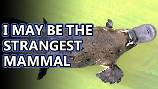 Platypus facts mammals that lay eggs  Animal Fact Files [upl. by Atiuqel23]