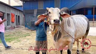 muscular sibbi bull  biggest of waqif agro ranch [upl. by Salot]