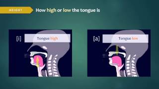 Introduction to Articulatory Phonetics Vowels [upl. by Ebehp]