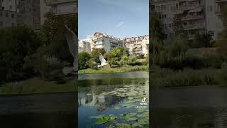 Seagull nature short [upl. by Leval]