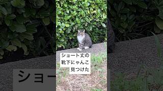 靴下にゃんこ見つけた① ねこ靴下猫 のら猫 cat [upl. by Yna]