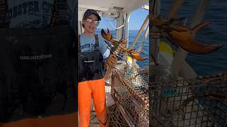 Protecting Maine Lobster Fishing maine lobster fishing seafood shorts [upl. by Enyal454]